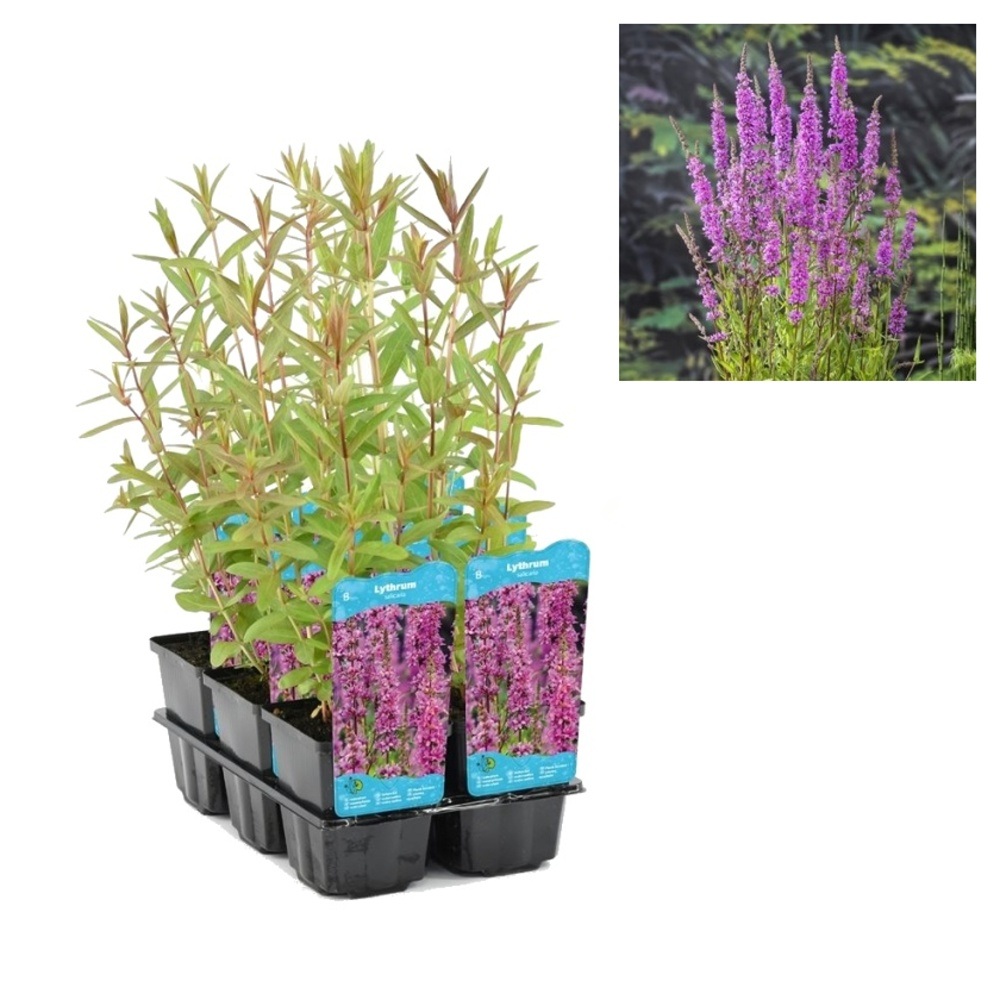 Vodní rostliny a lekníny - Kyprej obecný 9cm