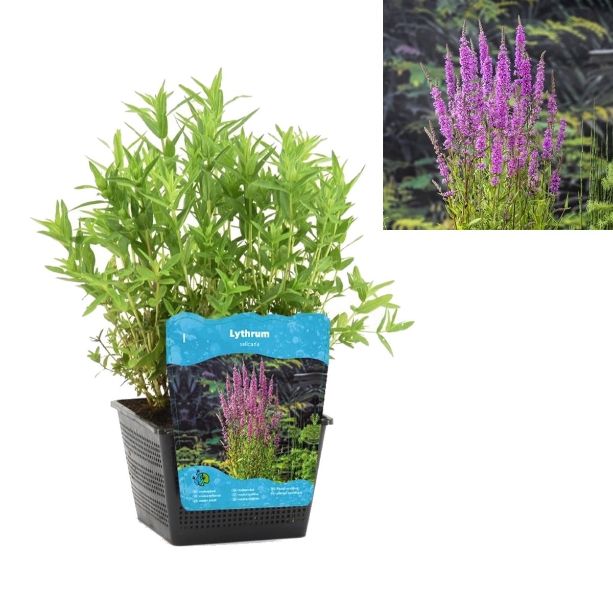 Vodní rostliny a lekníny - Kyprej obecný květináč 3 litry