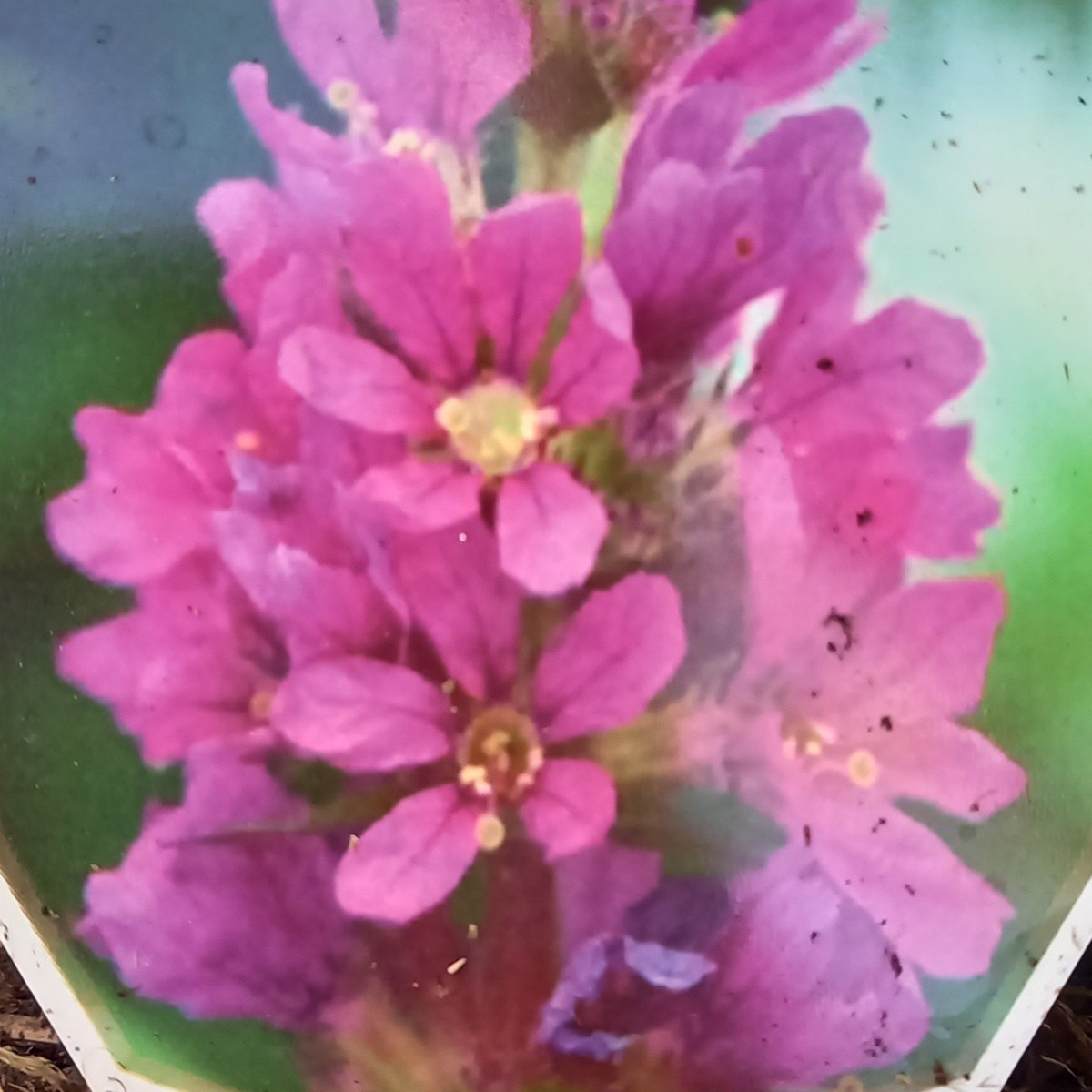 Vlhkomilné - Kyprej vrbice Blush květináč 11cm