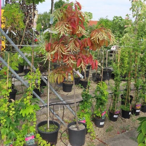 Listnaté stromky a stromy - Kysloun stromový květináč 12 litrů, polokmen, stromek