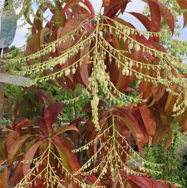 Kysloun stromový květináč 12 litrů, polokmen, stromek-0