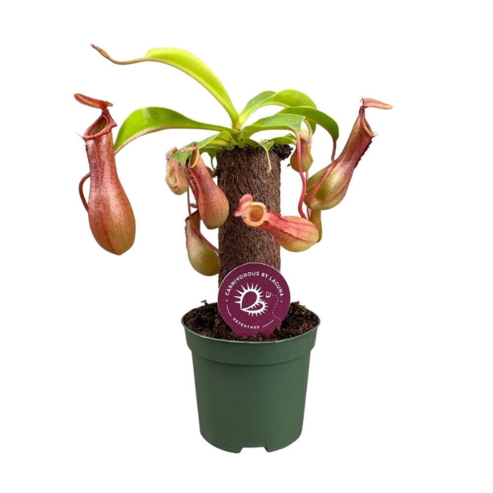 Masožravé rostliny - Láčkovka baňatá kmínek, květináč 8,5cm