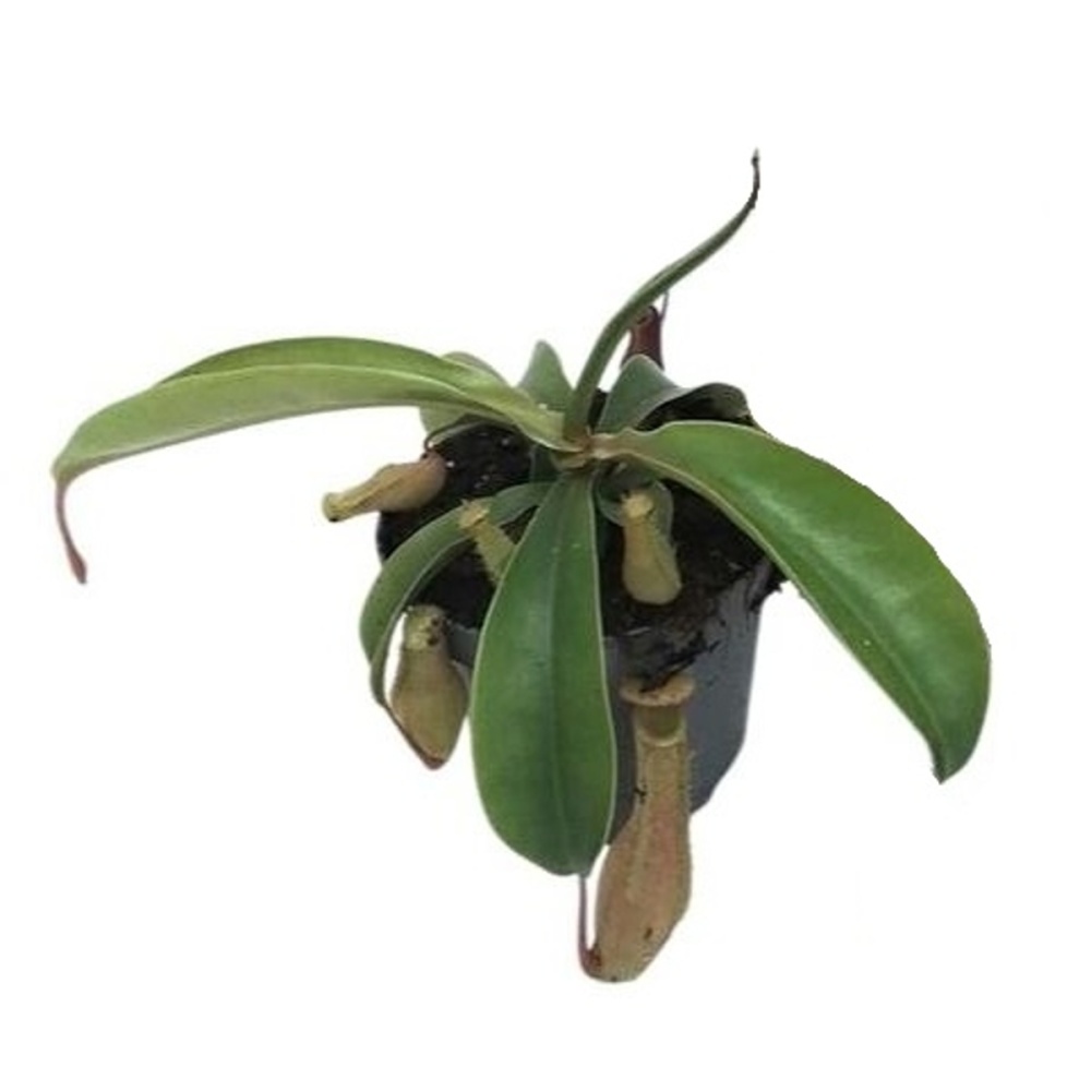 Masožravé rostliny - Láčkovka květináč 12cm