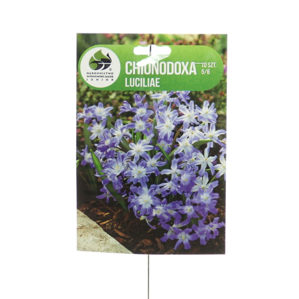 Rostliny - Ladonička 'Luciliae' 10ks