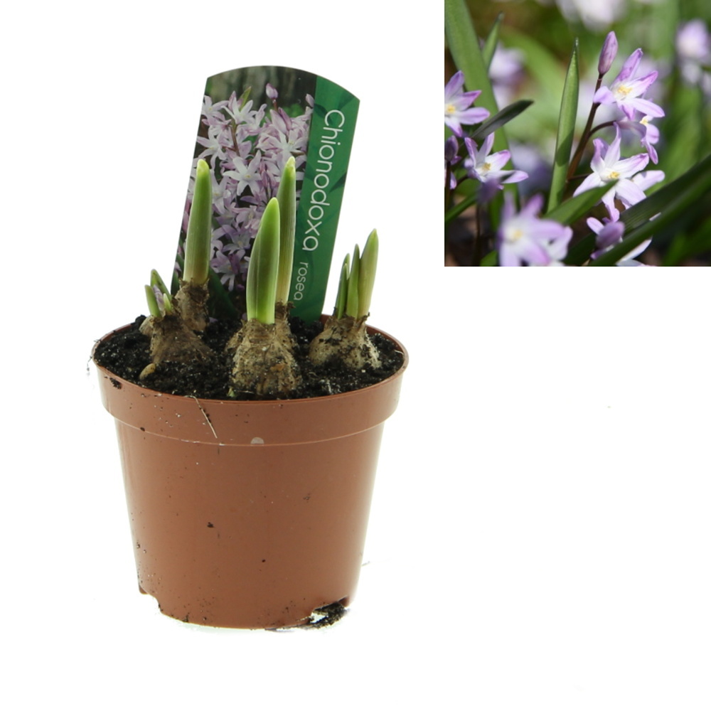 Rychlené cibuloviny - Ladonička zářící mix, květináč 9cm