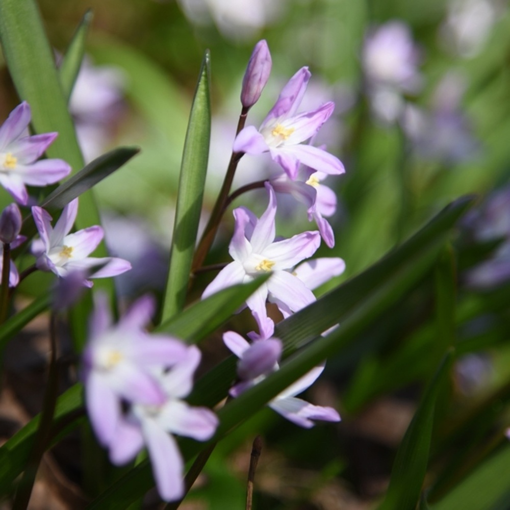 Ladonička zářící mix, květináč 9cm-0