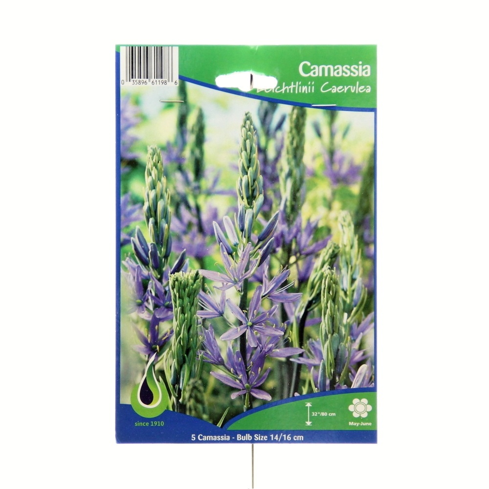 Rostliny - Ladoník 'Caerulea' 5ks