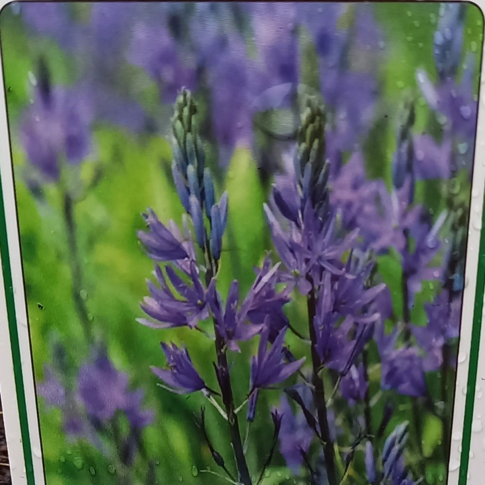 Na slunce - Ladoník Leichtlinův Caerulea květináč 13cm