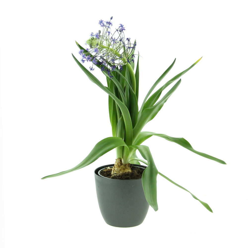 Rychlené cibuloviny - Ladoňka mnohokvětá květináč 12cm