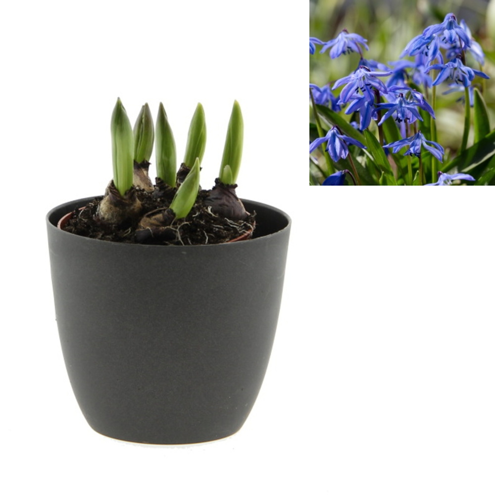 Rychlené cibuloviny - Ladoňka sibiřská mix květináč 9cm