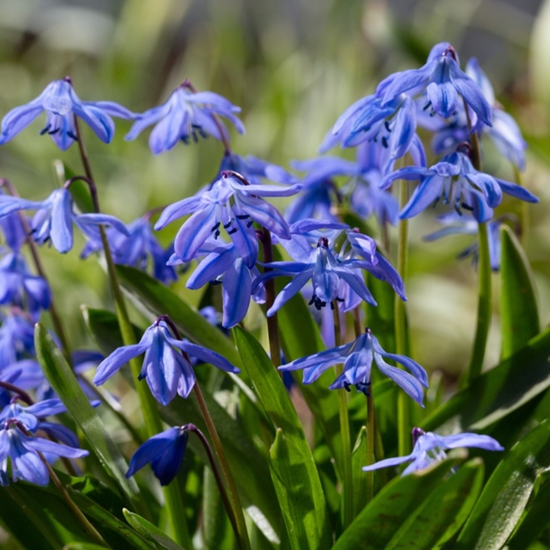 Ladoňka sibiřská mix květináč 9cm-0