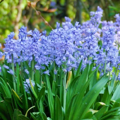 Rostliny - Ladoňka španělská 'Blue' 5ks