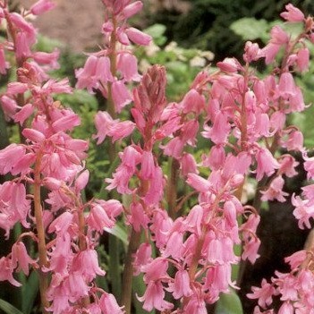 Rostliny - Ladoňka španělská 'Pink' 5ks