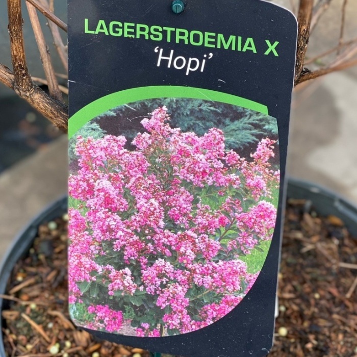 Nádobové květiny - Lagerstrémie indická 'Hopi' výška 60/80cm, květináč 7,5 litru