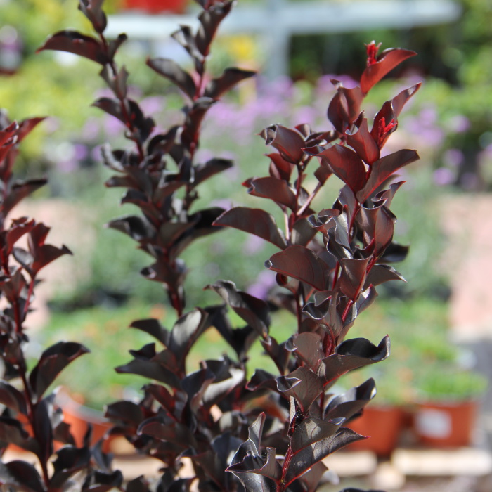 Keře okrasné květem - Lagerstrémie indická, pukol 'Best Red' výška 60/80cm, květináč 7,5 litru