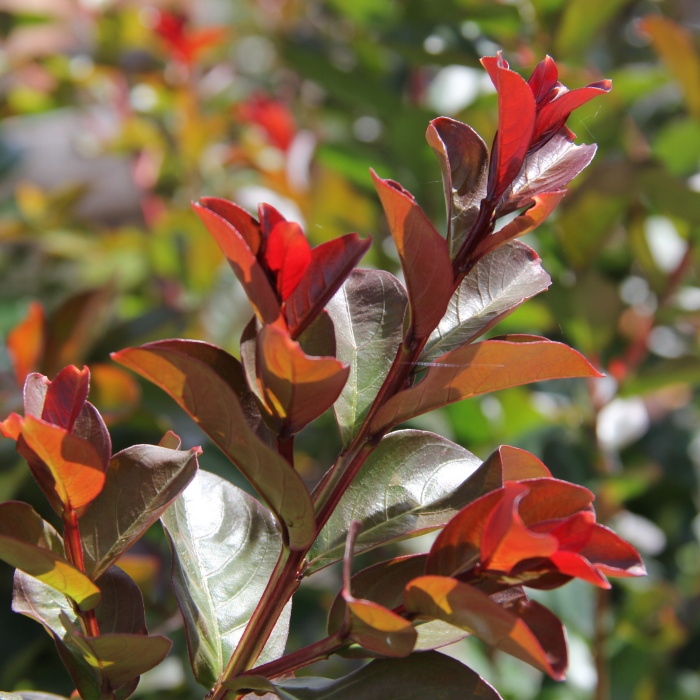 Nádobové květiny - Lagerstrémie indická, pukol 'Pink Velour' květináč 10 litrů