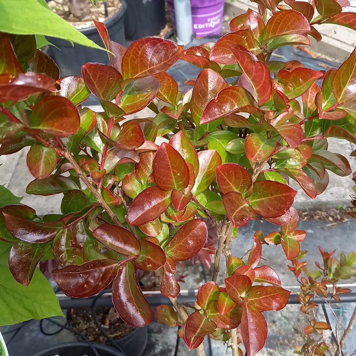 Nádobové květiny - Lagerstrémie indická výška 100/125cm, květináč 9 litrů