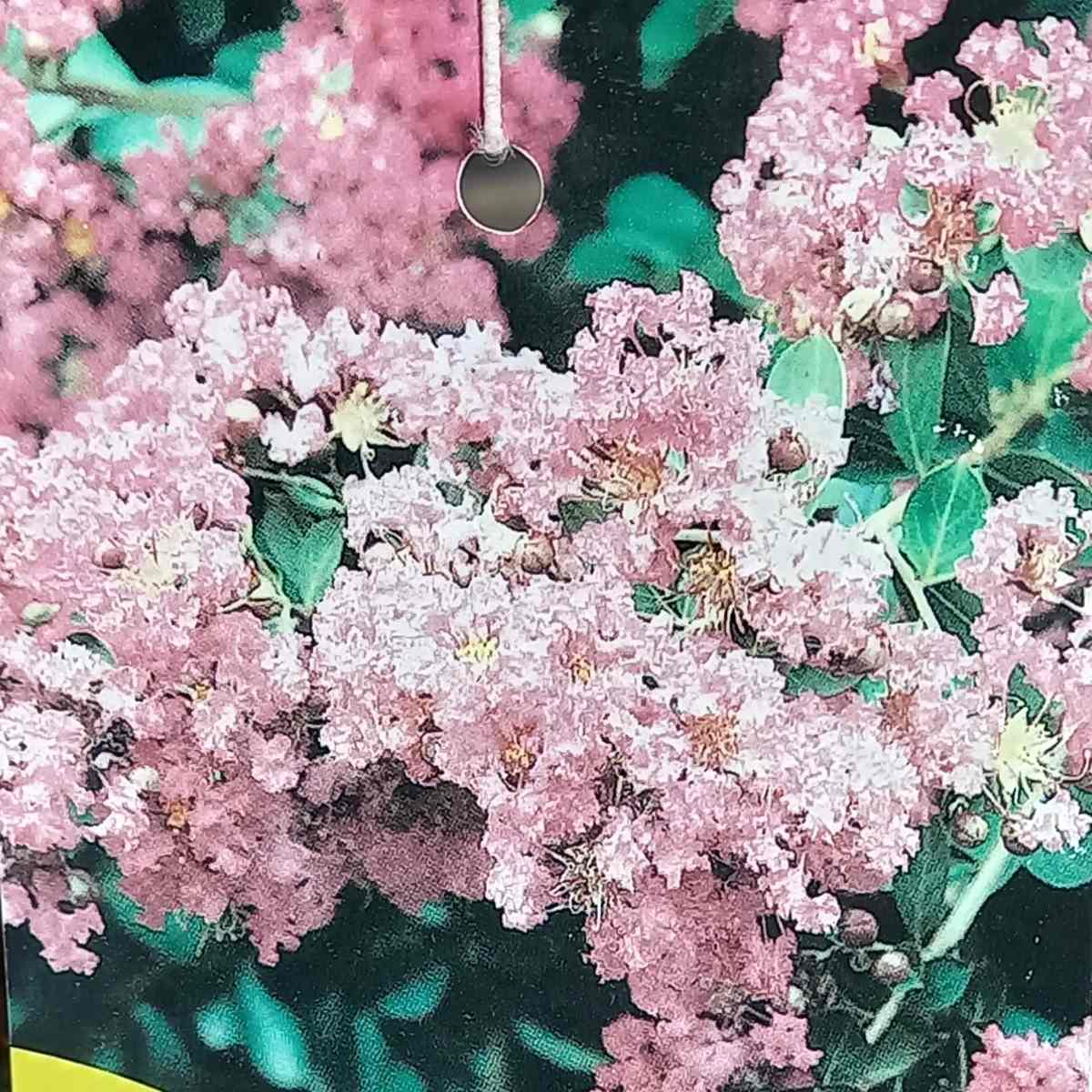 Lagerstrémie indická výška 100/125cm, květináč 9 litrů-0