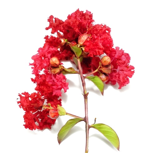 Nádobové květiny - Lagerstroemie Dynamite květináč 10 litrů, výška 60/80cm, keř