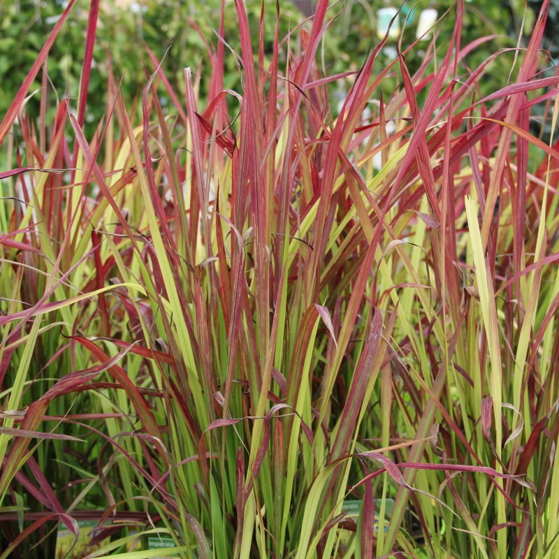 Lalang válcovitý Red Baron květináč 2 litry-0