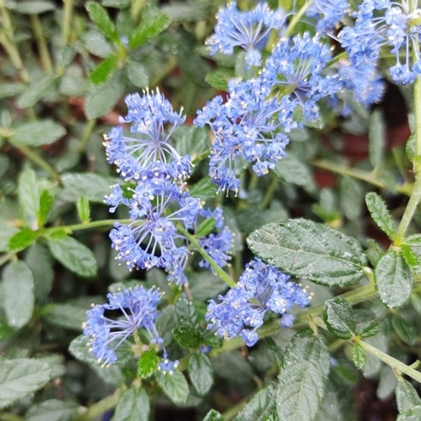 Keře okrasné květem - Latnatec, zpodoběr květináč 17cm