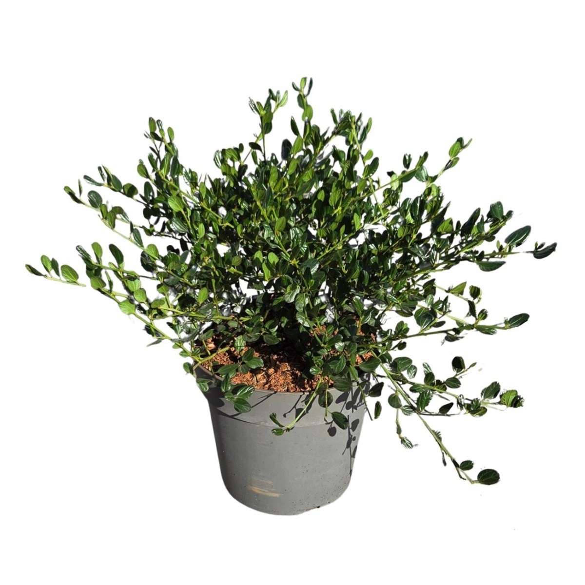 Keře okrasné květem - Latnatec, zpodoběr Victoria květináč 6 litrů