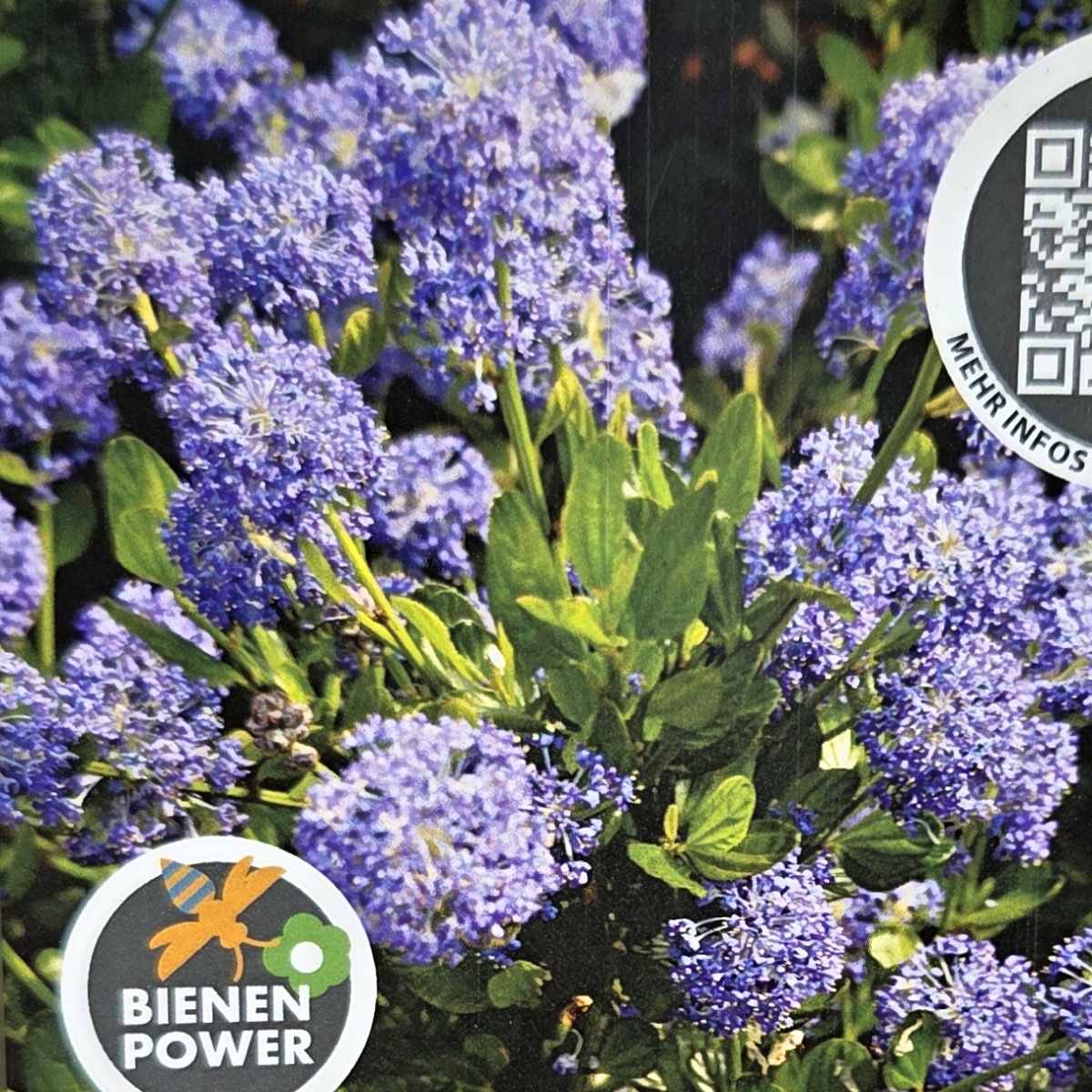 Latnatec, zpodoběr Victoria květináč 6 litrů-0