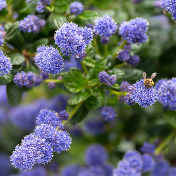 Keře okrasné květem - Latnatec, zpodoběr výška 20,/30cm, květináč 1,4 litru