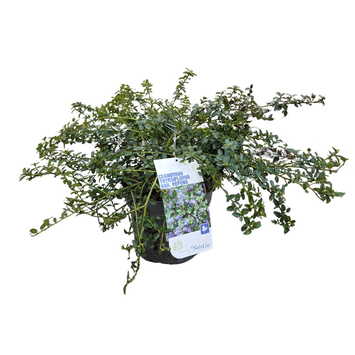 Keře okrasné květem - Latnatec, zpodoběr výška 50/60cm, květináč 4,6 litru