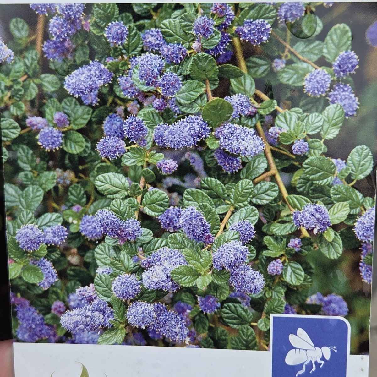 Latnatec, zpodoběr výška 50/60cm, květináč 4,6 litru-0