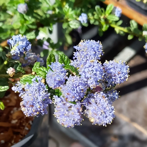 Keře okrasné květem - Latnatec, zpododěr 'Blue Mound' výška 20/30cm, 1,4 litru, keř