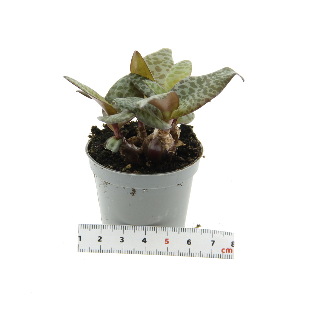 Kaktusy a sukulenty - Ledeburie květináč 6cm