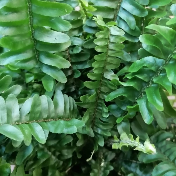 Okrasné pokojové rostliny - Ledviník 'Green Lady' květináč 12cm