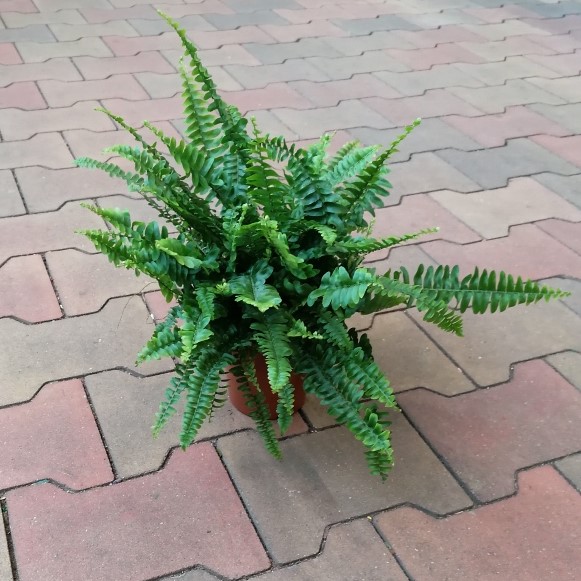 Ledviník 'Green Lady' květináč 12cm-0