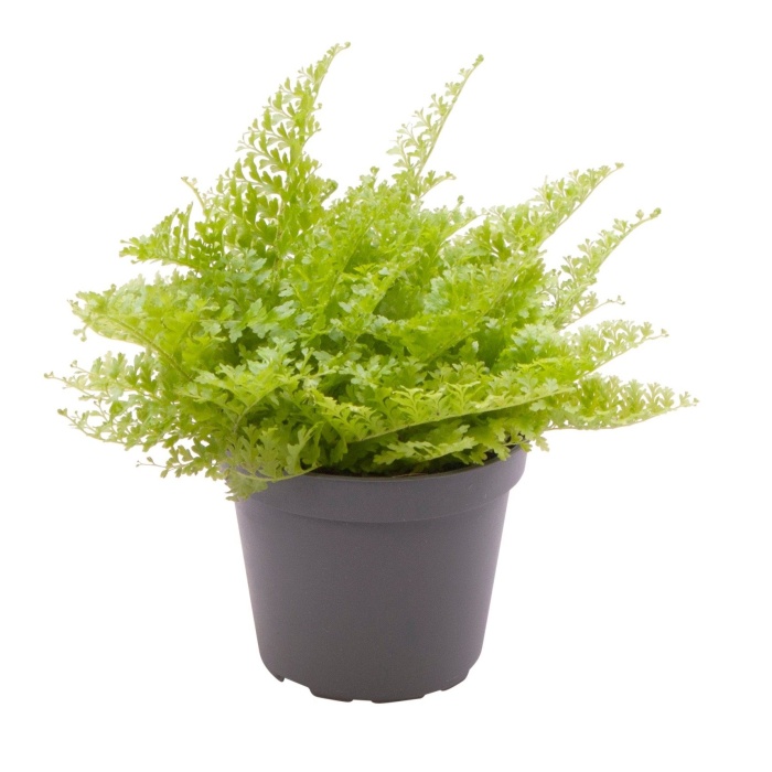 Okrasné pokojové rostliny - Ledviník MIX květináč 13cm