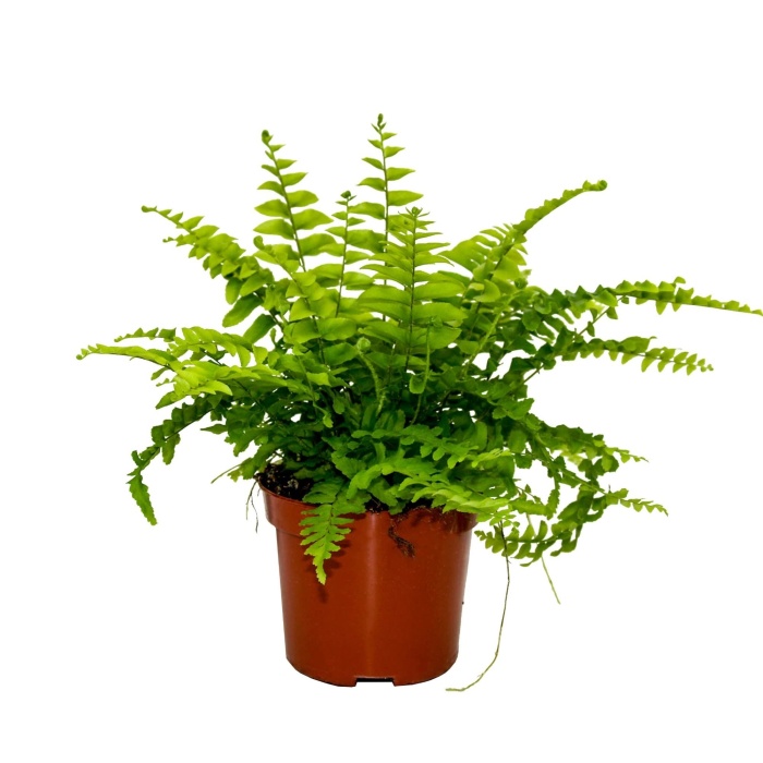 Ledviník MIX květináč 13cm-0