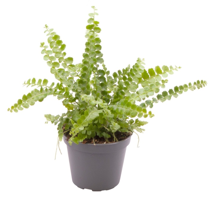 Ledviník MIX květináč 13cm-2