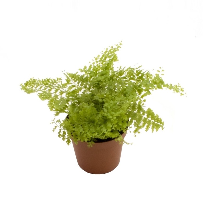 Ledviník MIX květináč 13cm-3