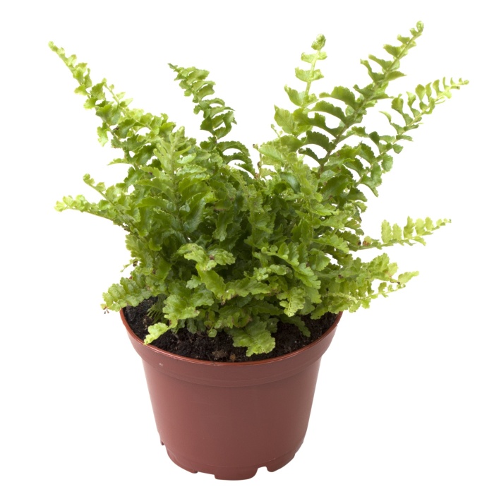 Ledviník MIX květináč 13cm-4