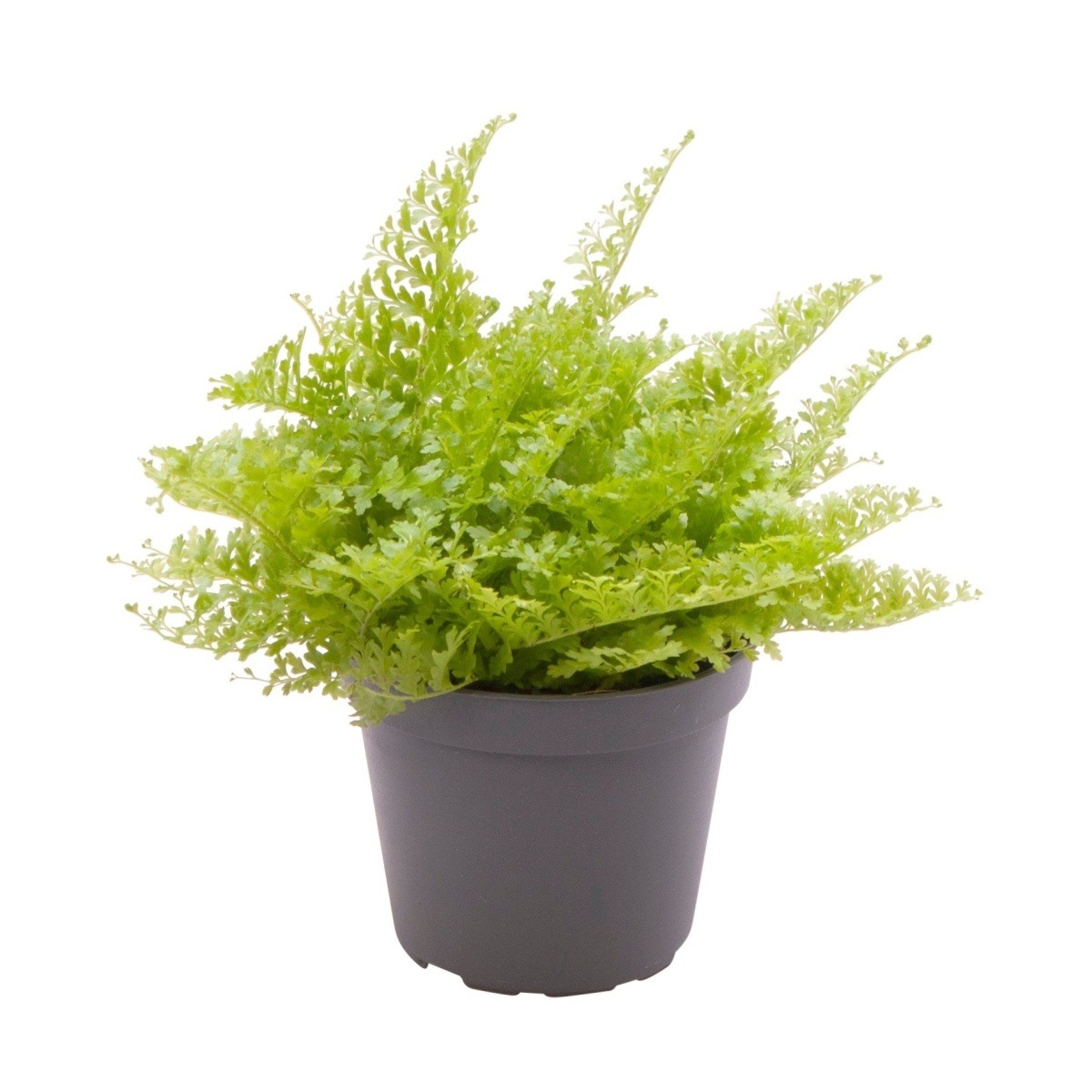 Okrasné pokojové rostliny - Ledviník mix květináč 6cm