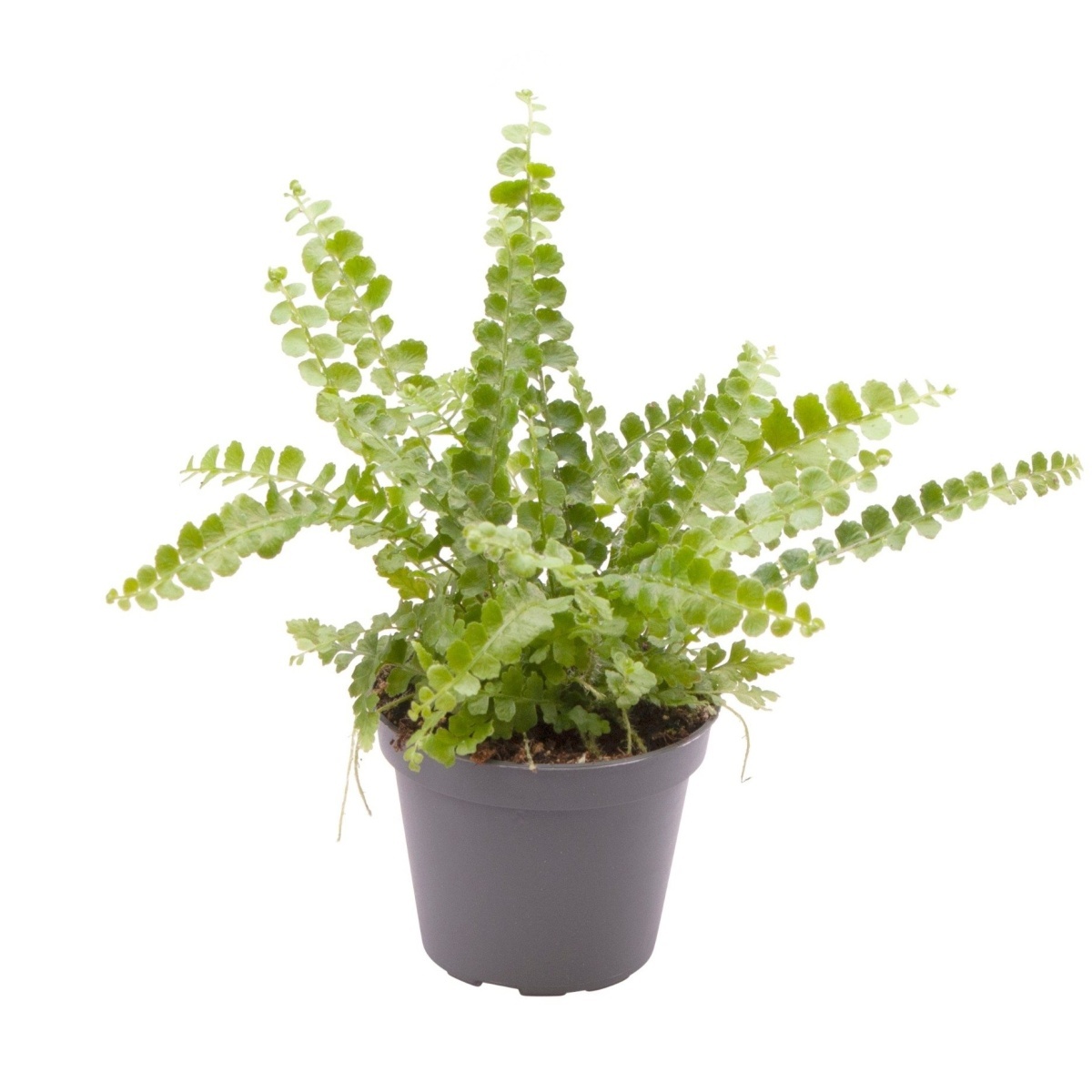 Ledviník mix květináč 6cm-0