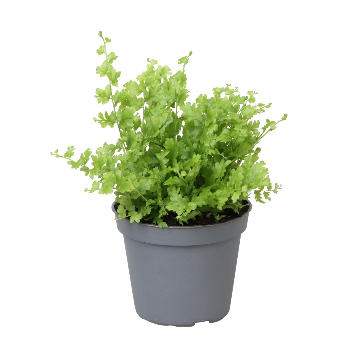 Ledviník mix květináč 6cm-1