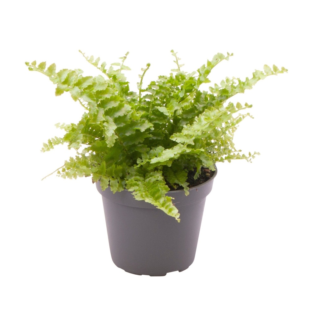 Okrasné pokojové rostliny - Ledviník ztepilý 'Fluffy Ruffle' květináč 6cm