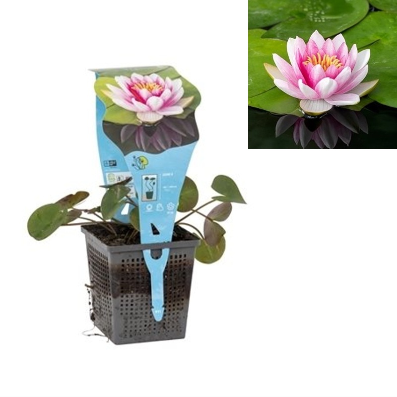 Vodní rostliny a lekníny - Leknín Attraction květináč 11cm