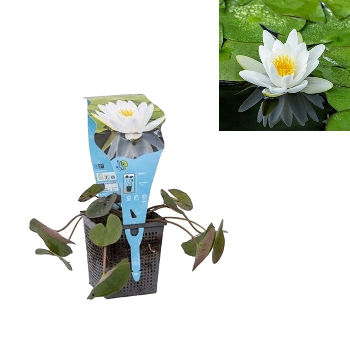 Vodní rostliny a lekníny - Leknín bílý květináč 11cm