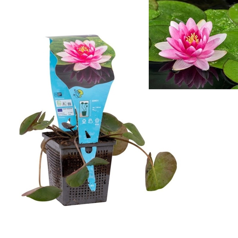 Vodní rostliny a lekníny - Leknín Charles de Meurville květináč 11cm