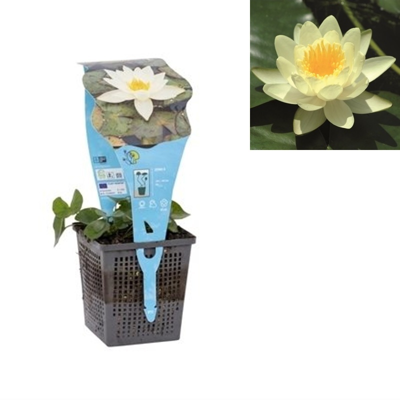 Vodní rostliny a lekníny - Leknín 'Marliacea Chromatella' květináč 11cm