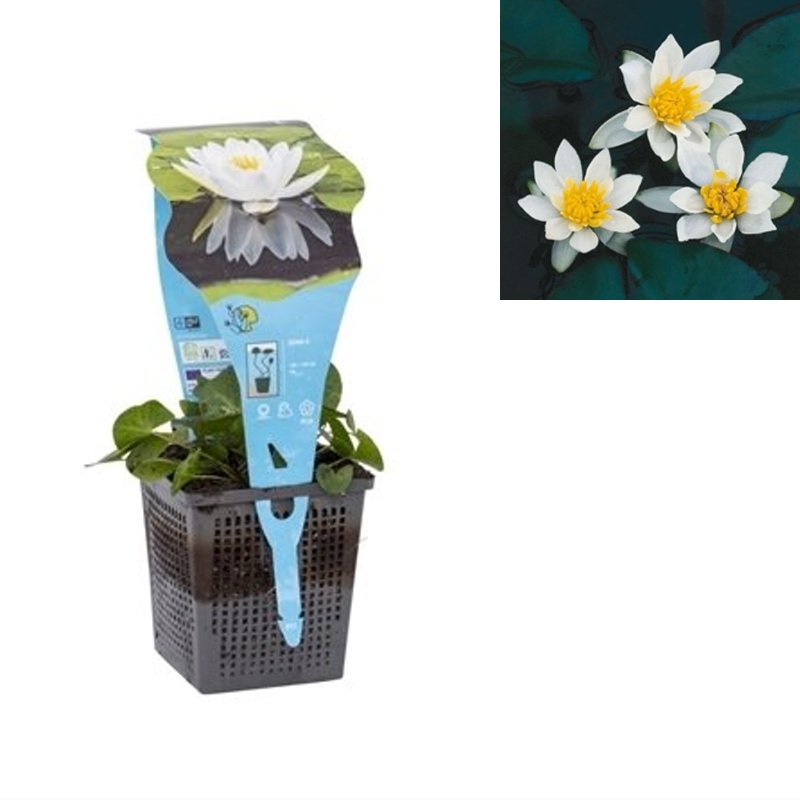 Vodní rostliny a lekníny - Leknín trpasličí Pygmaea Alba květináč 11cm