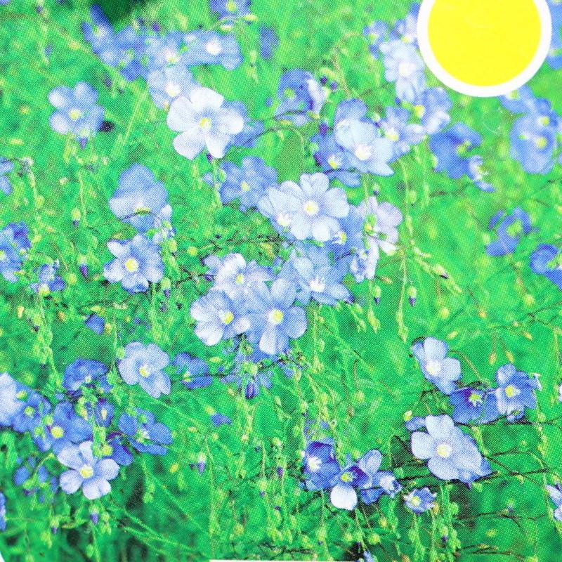 Na slunce - Len vytrvalý 'Saphir' 9cm