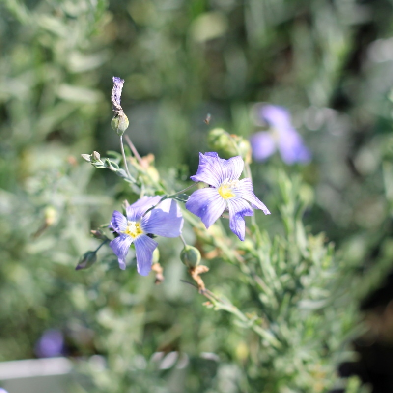 Len vytrvalý 'Saphir' 9cm-0